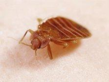 Active Pest Solutions