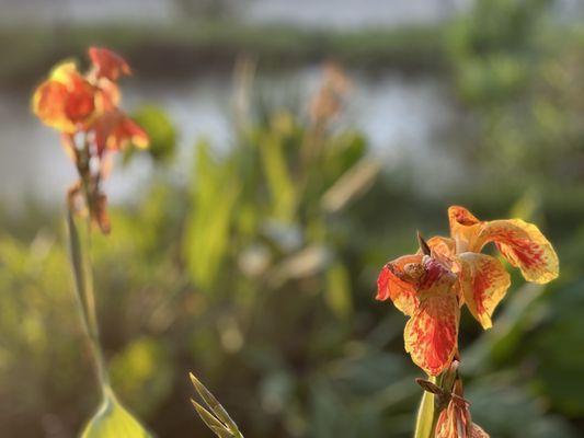 Kenilworth Park and Aquatic Gardens