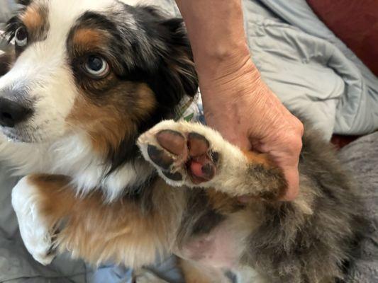 Huckleberry's Pet Salon