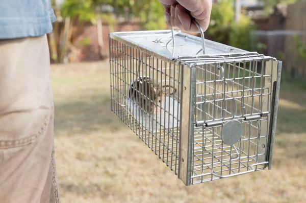 A Plus Pest Solutions