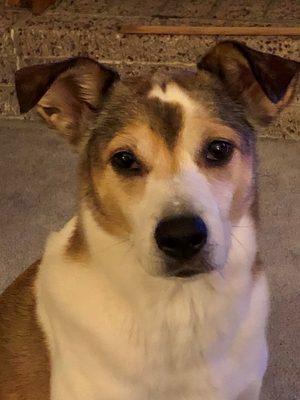 East Lane Veterinary Hospital