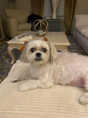 Armadale Animal Hospital