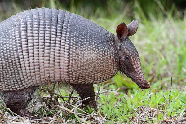 Armadillos can dig up lawns and damage foundations. Nextgen Pest Solutions provides humane removal to keep your property protected.