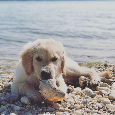 Greenwich Canine Concierge LLC