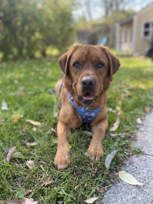 Taako laying in some of the fall leaves.