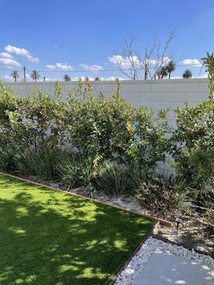 New white backyard wall paint. We love it