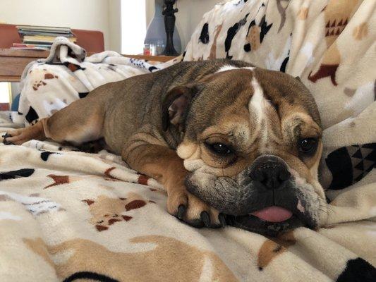 Antioch Animal Hospital