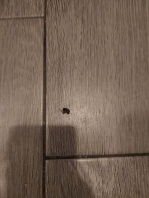 Guest Inn - San Benito/Harlingen