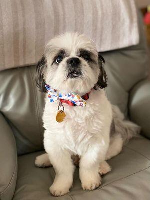 Fur Ever Friends Pet Resort and Spa