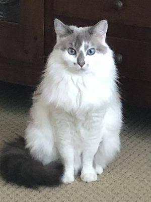 Signature Veterinary Services