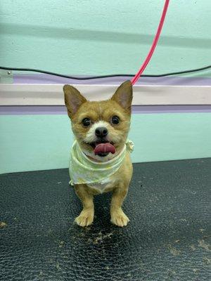 Barking Beauty Spawtique