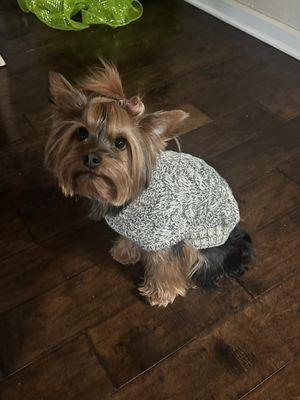 Pearly Pawz Pet Grooming