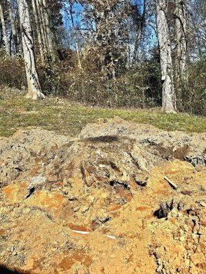 Austins Tree Service