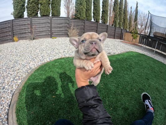 Royalty Limousine Services