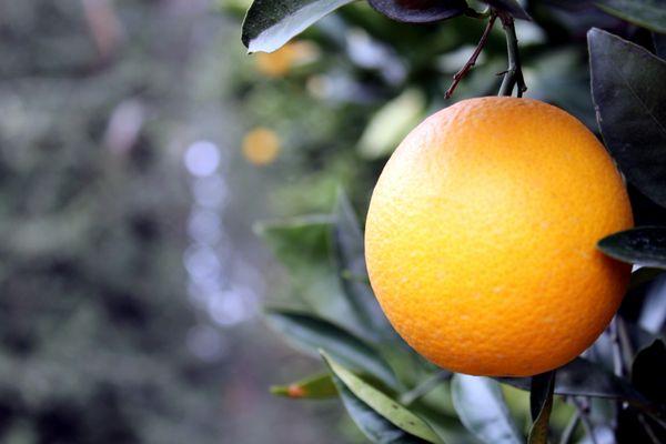 I was using my manual focus to do my shallow depth-of-field shot.