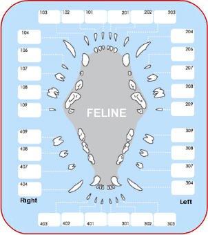 feline dental health