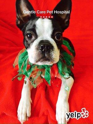 GentleCare Pet Hospital