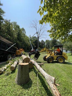 Old Union Tree Solutions