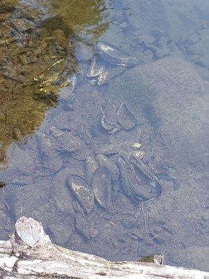 Something has been eating mussels.