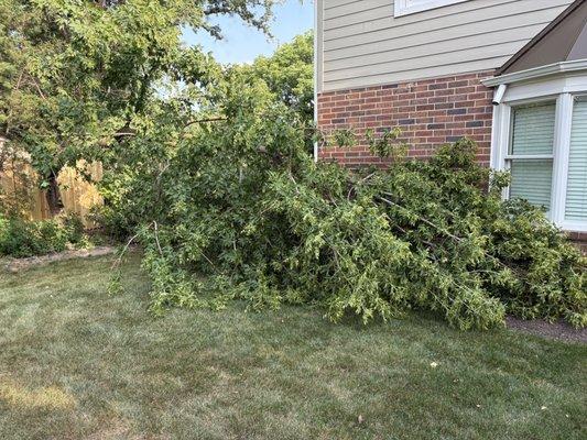 Bartholomew Tree Service