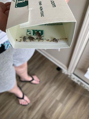 Fenwick Place Apartments