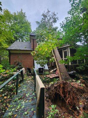 Piedmont Tree Experts