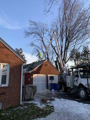 Expert Tree Service