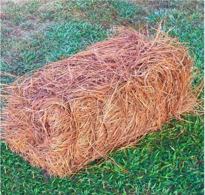Monster Pine Straw