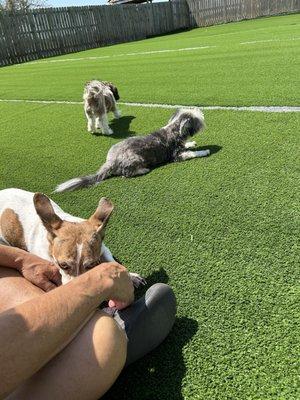 Shaggy Dog Salon