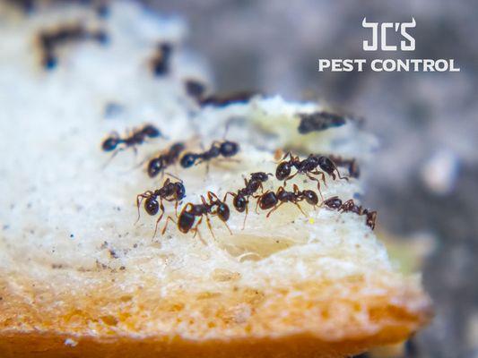 JC's Pest Control