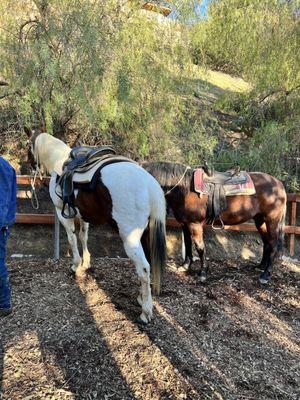 Horses tied to the post waiting for the ride to start.