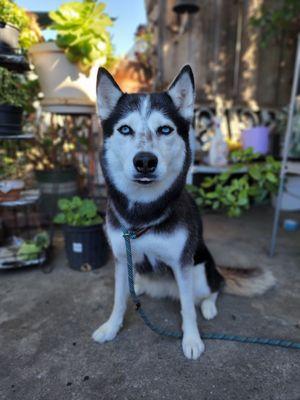 Bow Wow Meow - Menlo Park