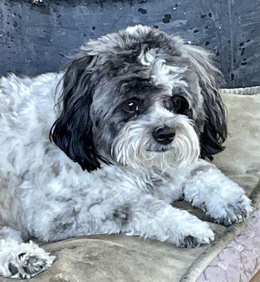 Velvet Bow Pet Grooming