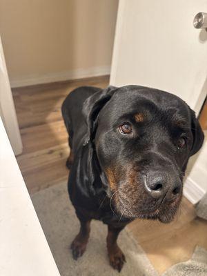 Morris Veterinary Hospital