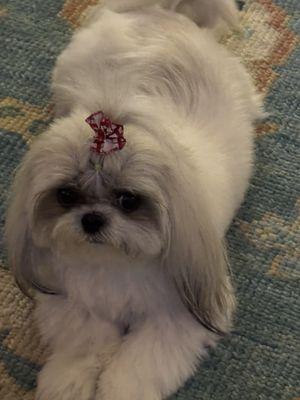 My 18 month old girl, Brie!