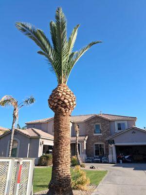 DMC Landscaping Maintenance