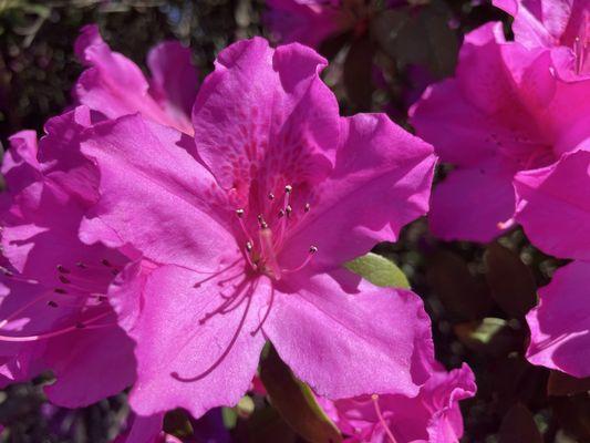 Azaleas in bloom 3/18/25