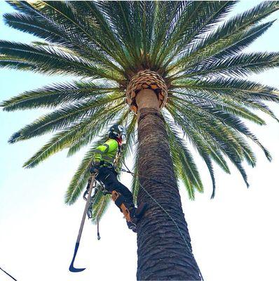 Luis The Arborist