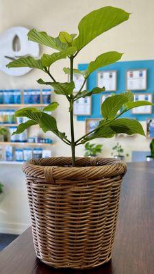 ETHA grows our own kratom plants which are available for sale