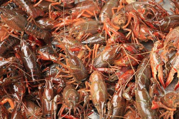 live crawfish