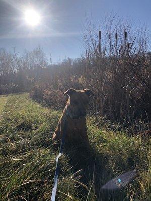On the Milkweed Pet Trail