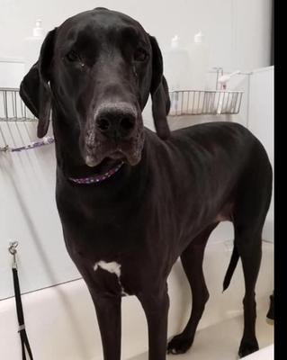 Paws and Claws Finishing Touch