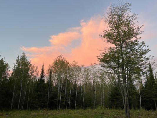 Anvid's Tree Service