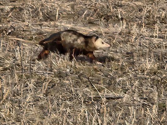 Mormon Handcart Park