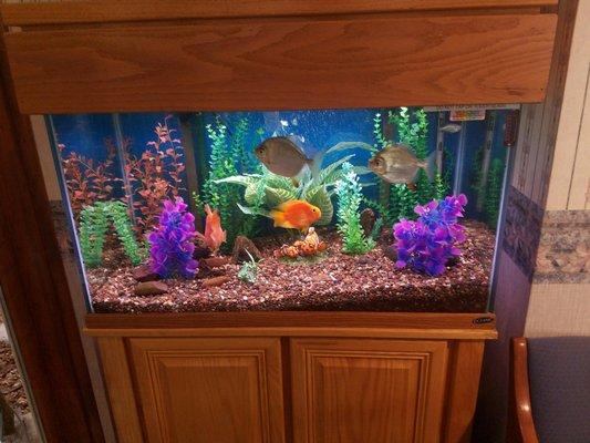 Maczko Mitchell, DDS