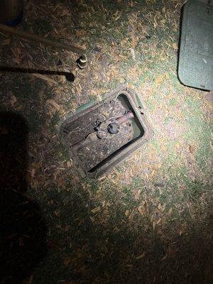 American roaches in irrigation box