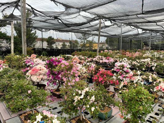 Maruyama Bonsai Nursery