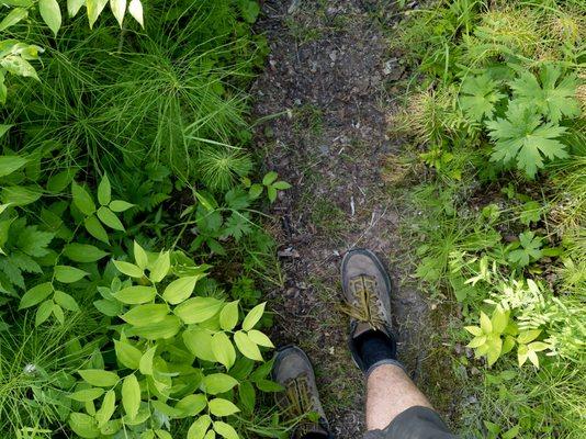 Dumpling Mountain Trail