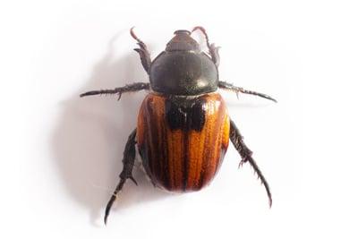 Number One Pest Control of Lake Forest