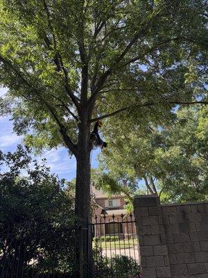 Green Image Tree Service